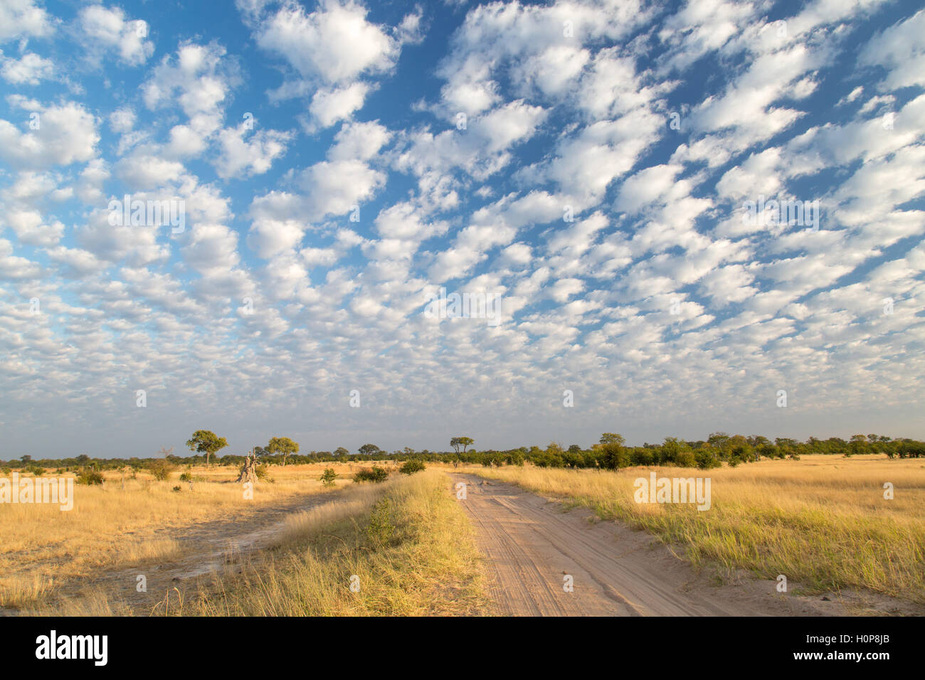 uma-estrada-de-terra-passando-em-uma-savana-com-paisagem-de-nuvens-espalhadas-ao-longo-de-um-amarelo-aberto-prados-com-casquilho-dispersos-h0p8jb.jpg