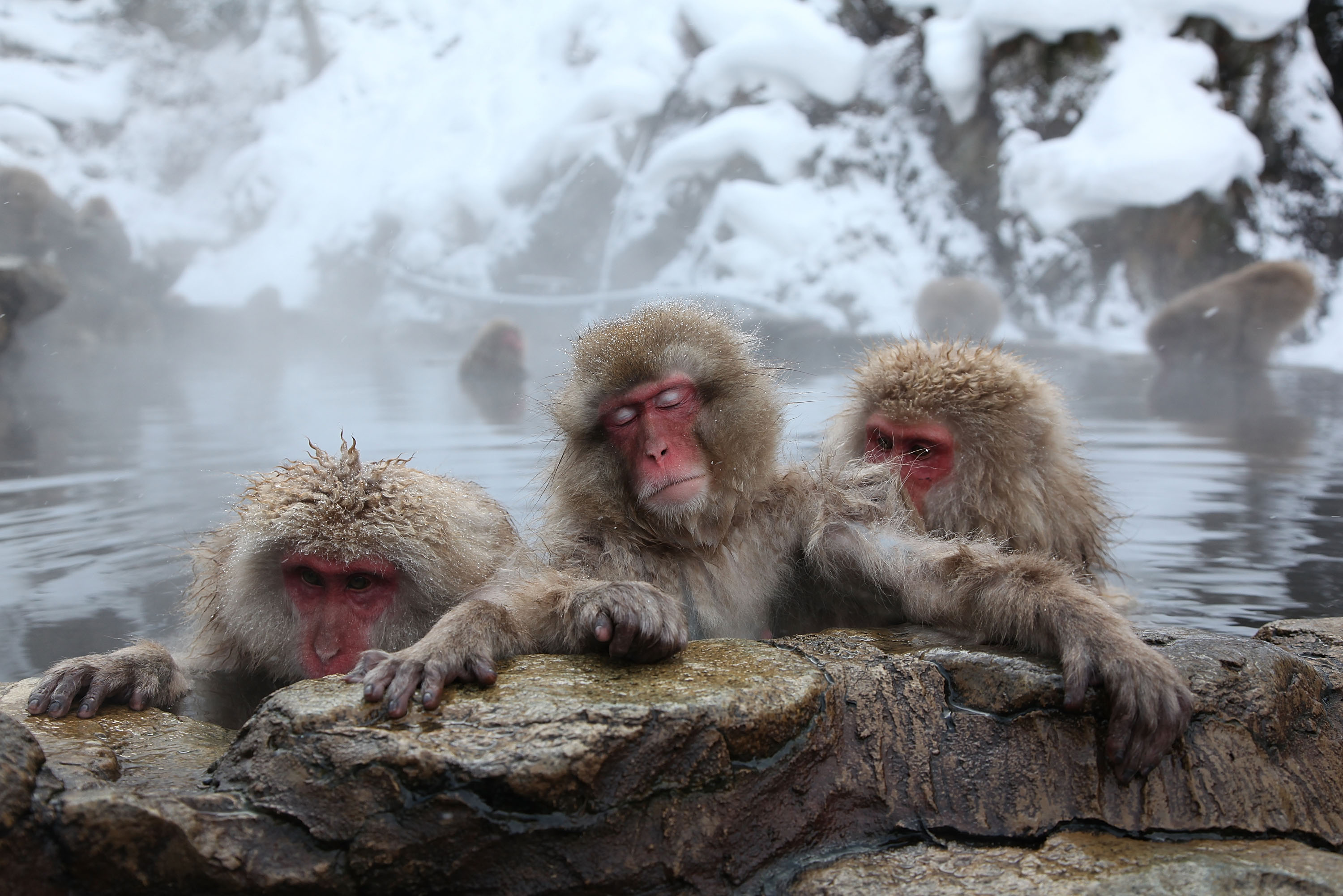 131120131450-japan-snow-monkeys.jpg