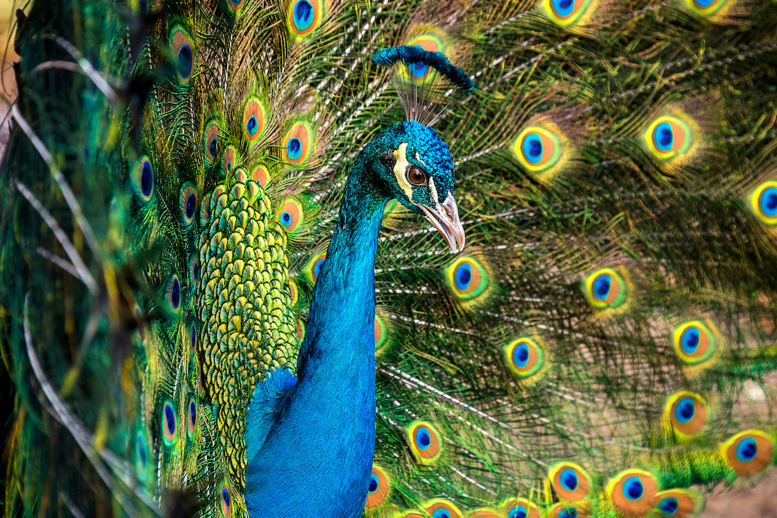 Male-peacock-courtship-display-causes-female-feathers-to-vibrate.jpg