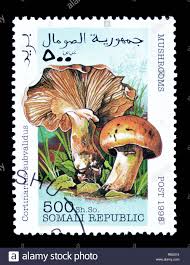 Cancelled postage stamp printed by Somali Republic, that shows Cortinarius  russeoides mushroom Stock Photo - Alamy