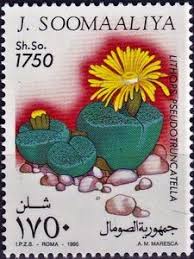 Stamp: Lithops pseudotruncatella (Somalia) (Cacti) Mi:SO 547,Yt:SO 484