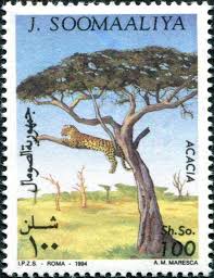 Stamp: Cheetah in an Acacia Tree (Somalia) (Flora) Mi:SO 532 | Africa  trees, Acacia tree, Africa art