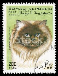 Persian Colorpoint Cat Stamp of Somali Republic Stock Photos -  FreeImages.com