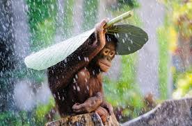 Interesting Photo of the Day: Orangutan in the Rain