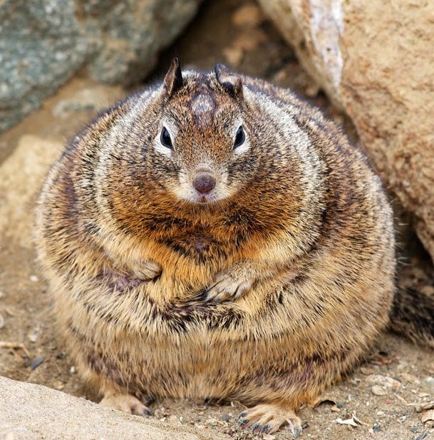 PsBattle: This fat squirrel : photoshopbattles