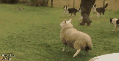 Lamb-plays-with-dogs.gif