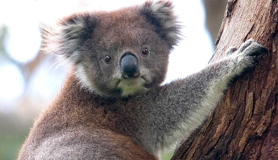 Koala_climbing_tree-Great-Otway-National-Park-Australia-Victoria.jpg