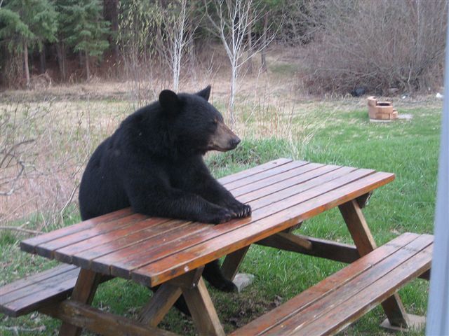 picnic_table_bear.jpg