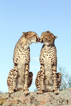 f67283a63cafd028d847296dab16ab6a--cheetahs-beautiful-creatures.jpg