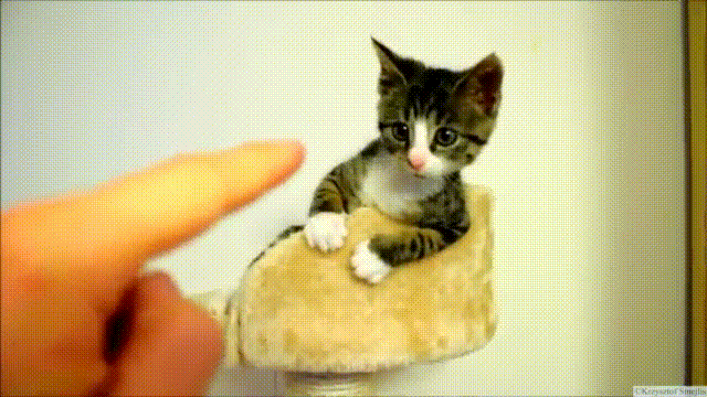 Cutest Cat gif ever. | Cute cat gif, Cute little kittens, Cute cats