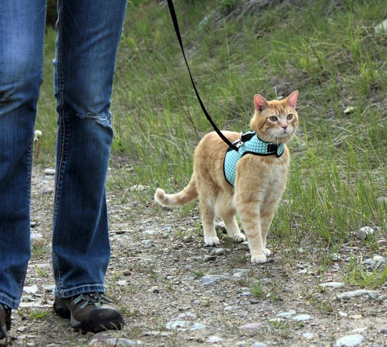 Should I Walk My Cat? 5 Reasons Walking Cats is Awesome (With ...