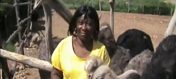 Womans-Wig-Taken-Off-By-Ostrich.gif