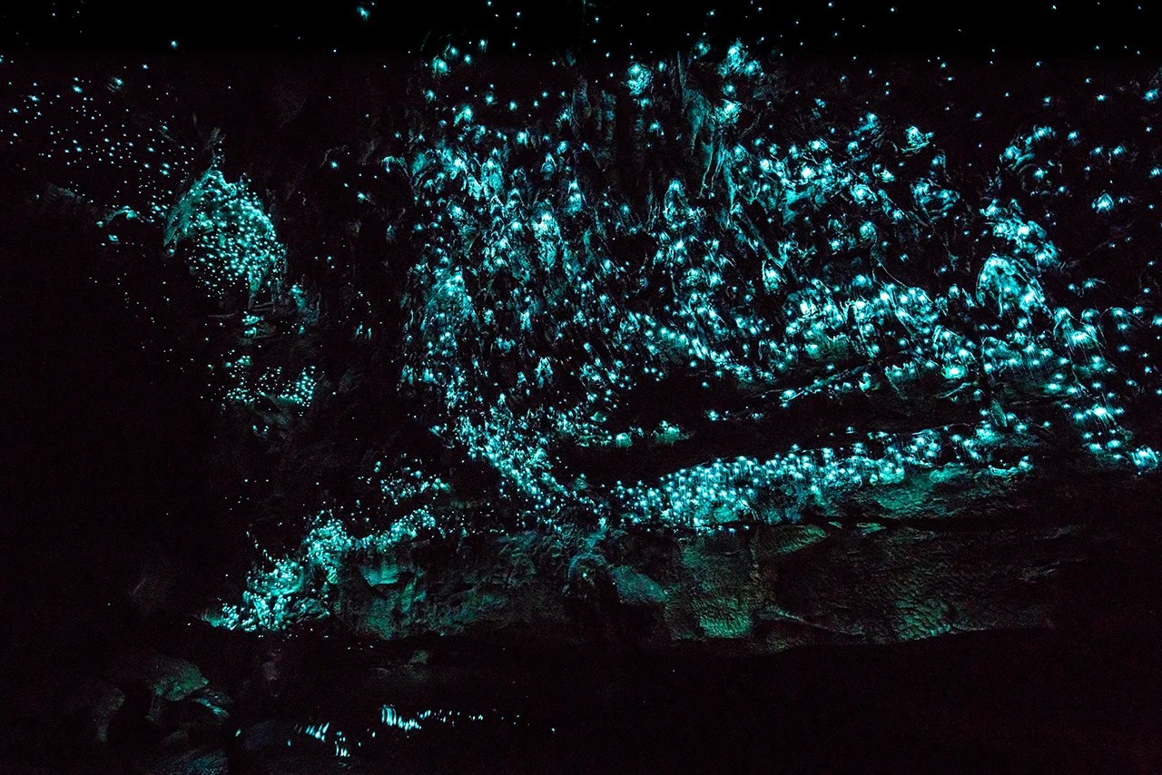 Waitomo-Caves-Glowworm-New-Zealand.jpg