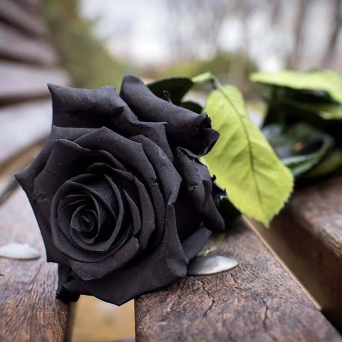 rose-noir-graineaccueil-jardin-balcon-plantes.jpg