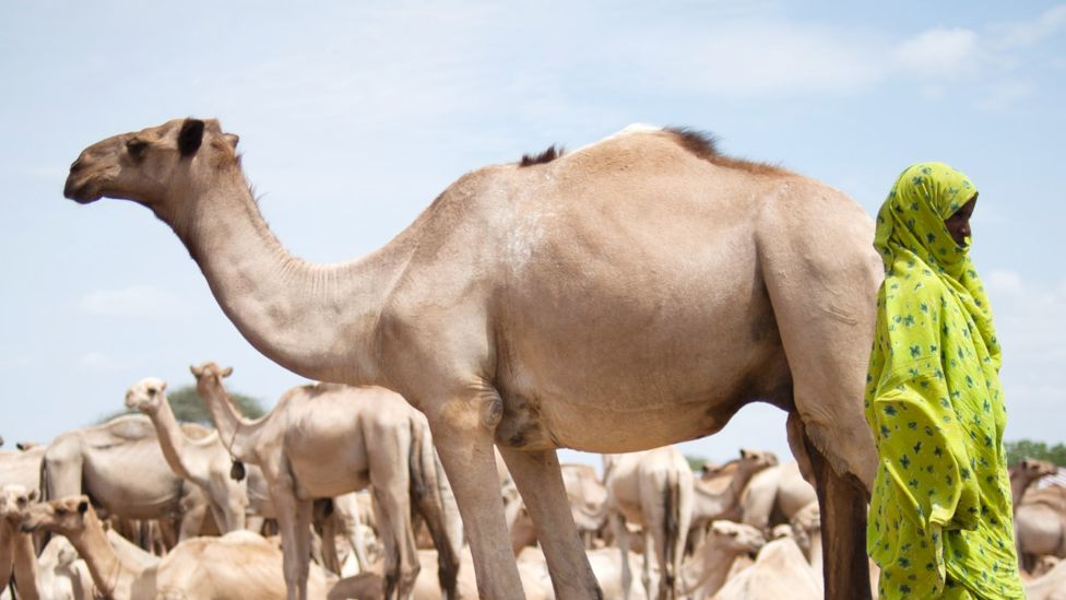 A woman in Somalia standing by a camel in 2011 A woman in Somalia standing by a camel in 2011