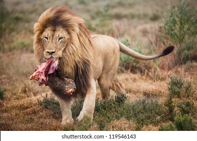 lion-walking-big-piece-meat-260nw-119546143.jpg