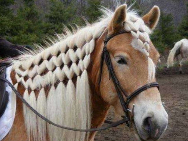 horse-hair-style-2-638.jpg