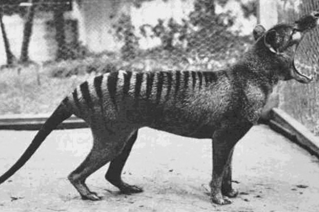 Thylacines: Getting Inside the Head of an Extinct Predator ...