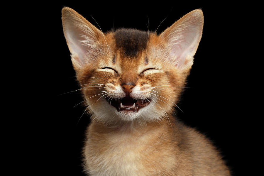 laughing-kitten-sergey-taran.jpg