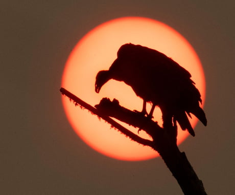 A turkey vulture against the silhouette of the sun during the Oregon wild fires