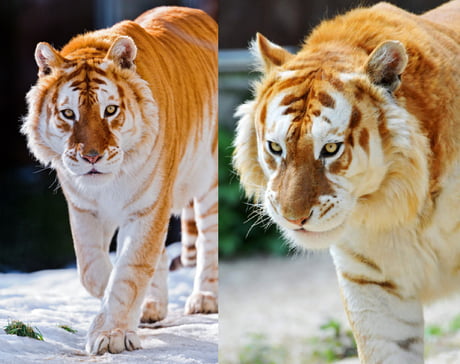A extremely rare Golden Tiger.30 Golden Tigers are believed to exist