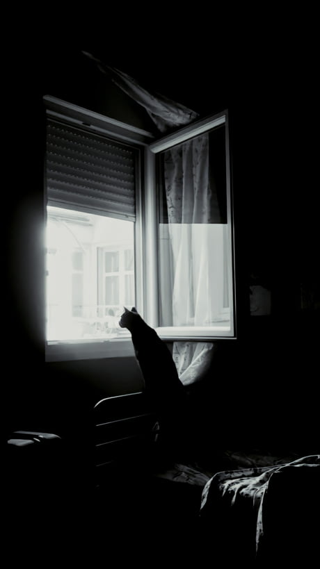Cat in The Window (1440x2560)