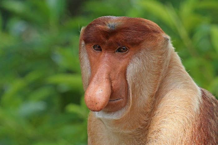 The Bigger The Nose, The More Sex These Monkeys Have, According To Science