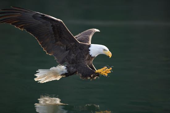 bald-eagle-catching-fish-along-the-shoreline-inside-passage-tongass-national-forest_u-l-pu6h790.jpg