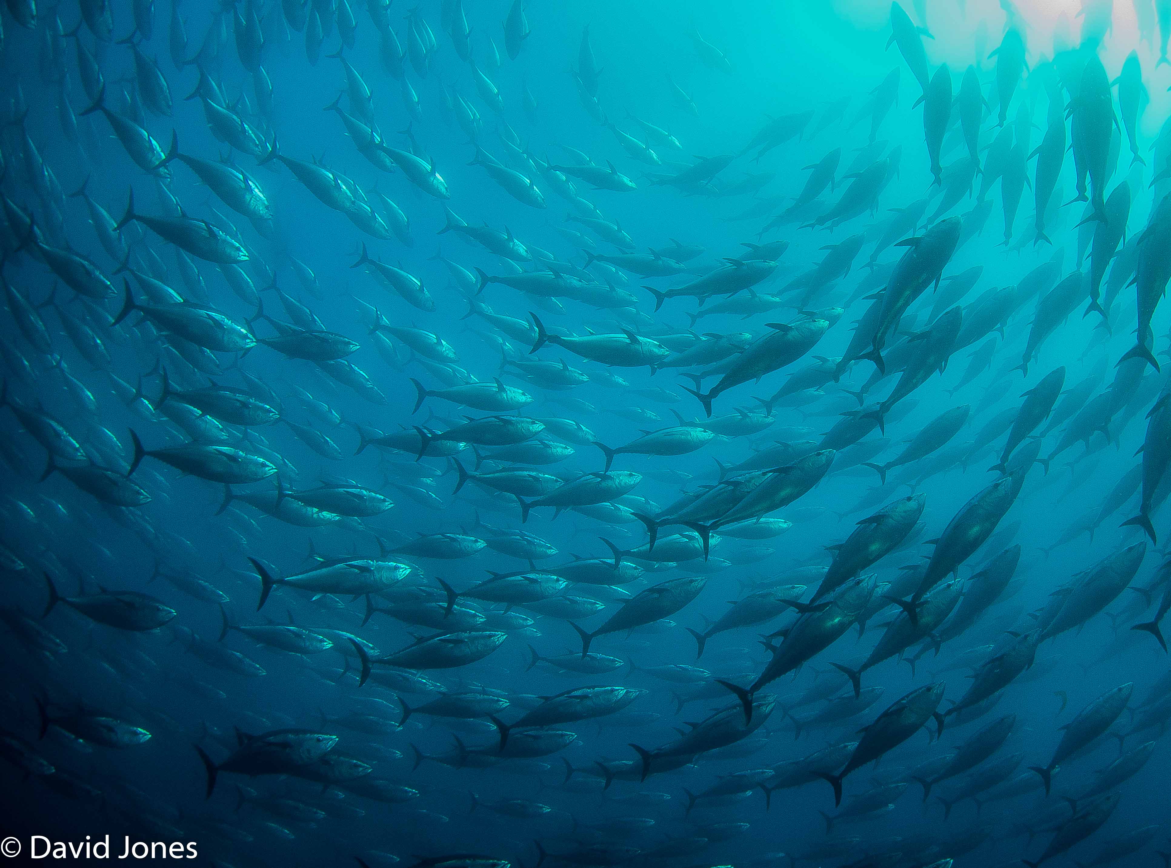 bluefin-tuna-swirling.jpg