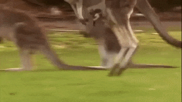 kangaroo hopping GIF by Nat Geo Wild