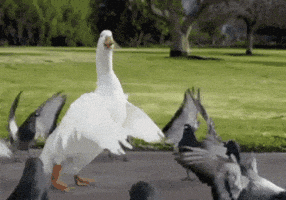 Bird Dancing GIF Bird Dancing GIF