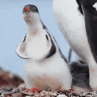 Baby Penguin Flapper GIF by MOODMAN