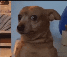 Confused Dog GIF by MOODMAN Confused Dog GIF by MOODMAN