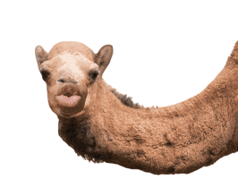 Wednesday Hump Day GIF by GIPHY Studios 2021 Wednesday Hump Day GIF by GIPHY Studios 2021