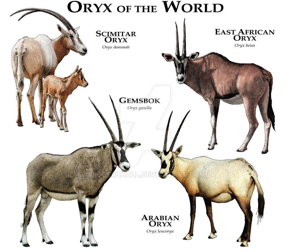 oryx_of_the_world_by_rogerdhall-d9kujix.jpg