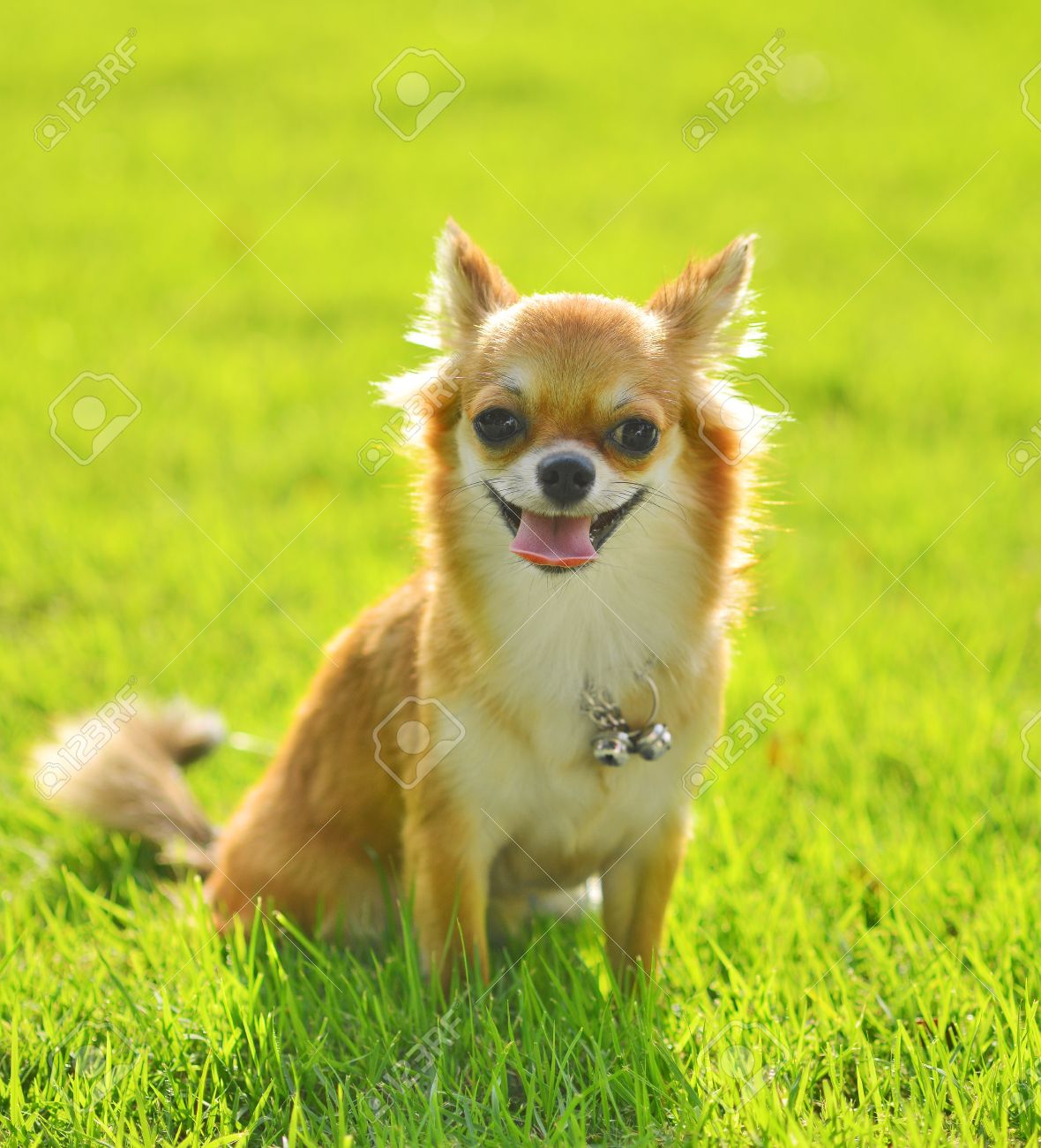 14398745-chiwawa-dog-on-grass-in-park.jpg