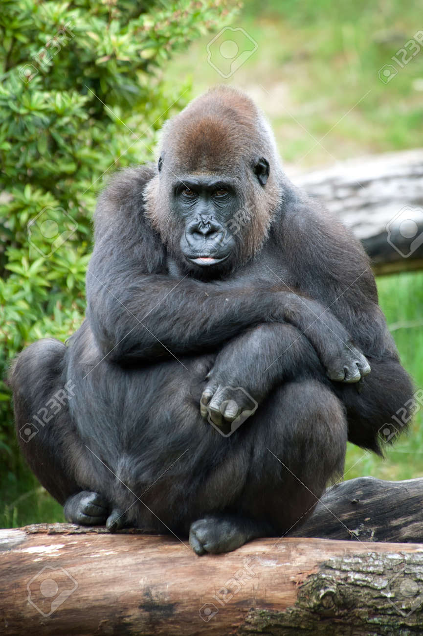 9993674-close-up-of-a-female-silverback-gorilla.jpg