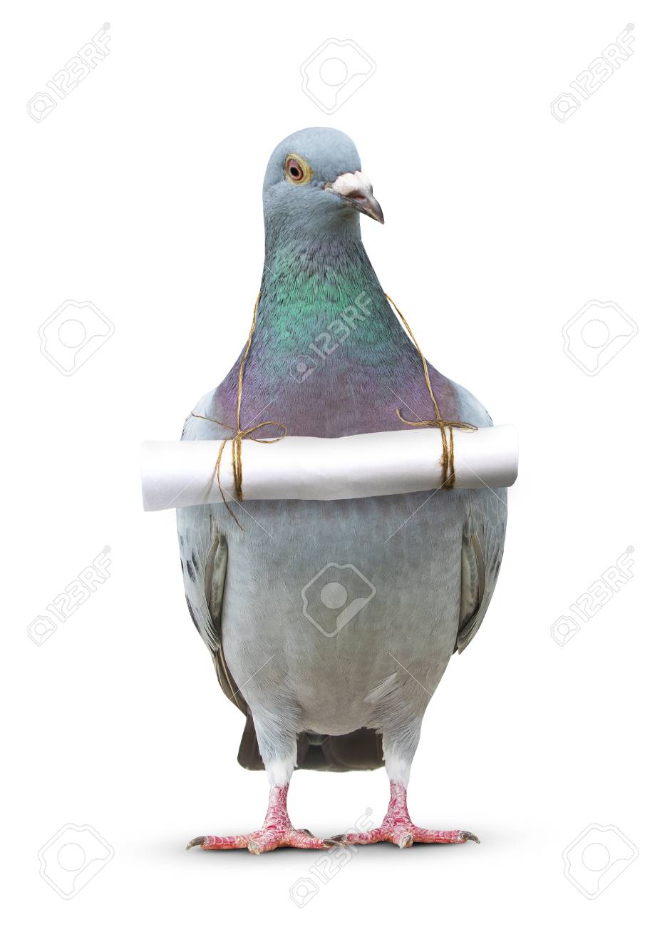 77128000-full-body-of-pigeon-bird-and-paper-letter-message-hanging-on-breast-for-communication-theme.jpg