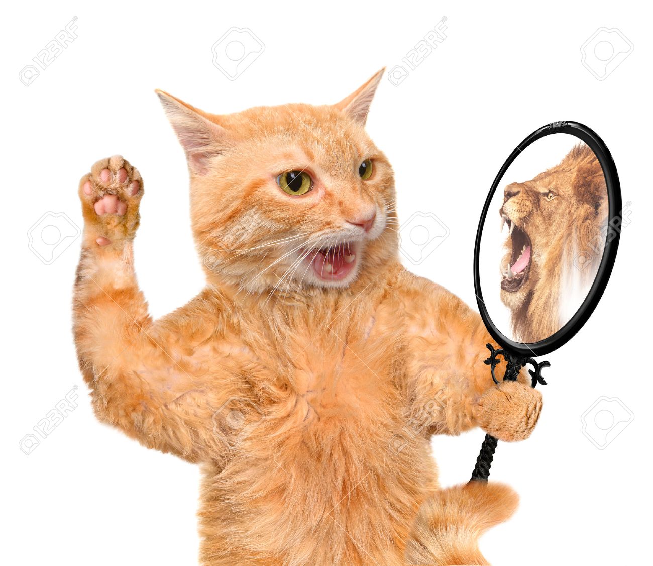 46006438-cat-looking-into-the-mirror-and-seeing-a-reflection-of-a-lion-.jpg
