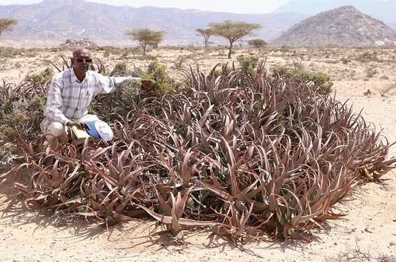 Aloe sanguinalis, a new red Aloe from Somaliland