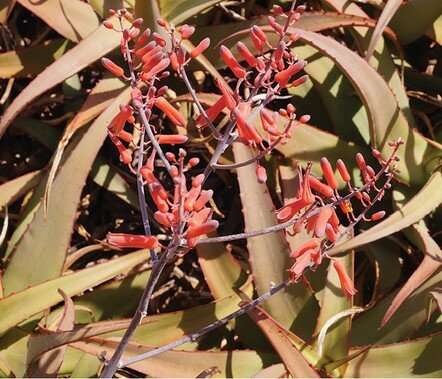 Aloe sanguinalis, a new red Aloe from Somaliland