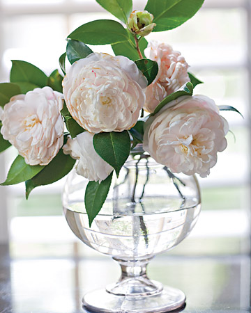 Southern-weddings-pale-pink-camellia.jpg