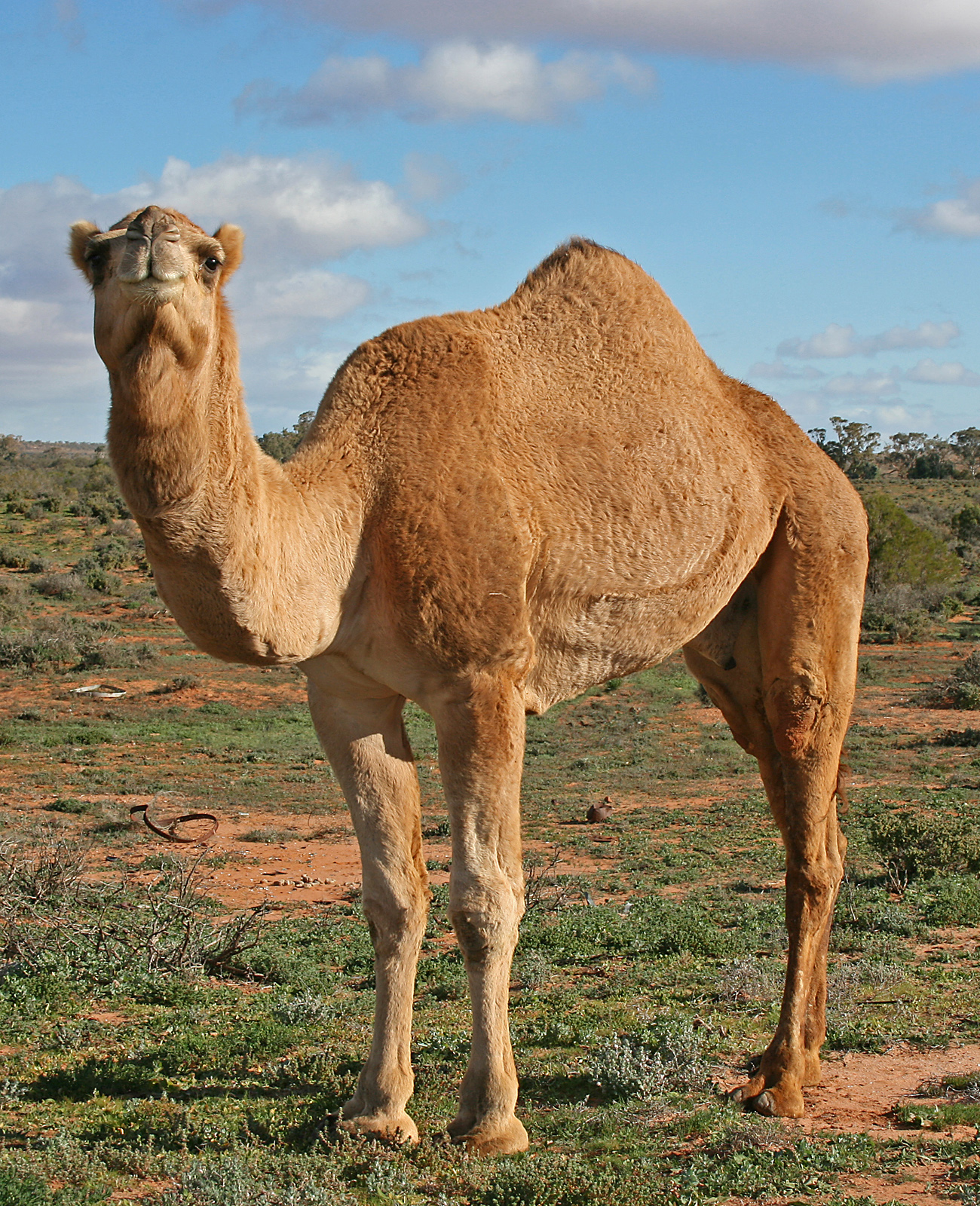 07._Camel_Profile%2C_near_Silverton%2C_NSW%2C_07.07.2007.jpg