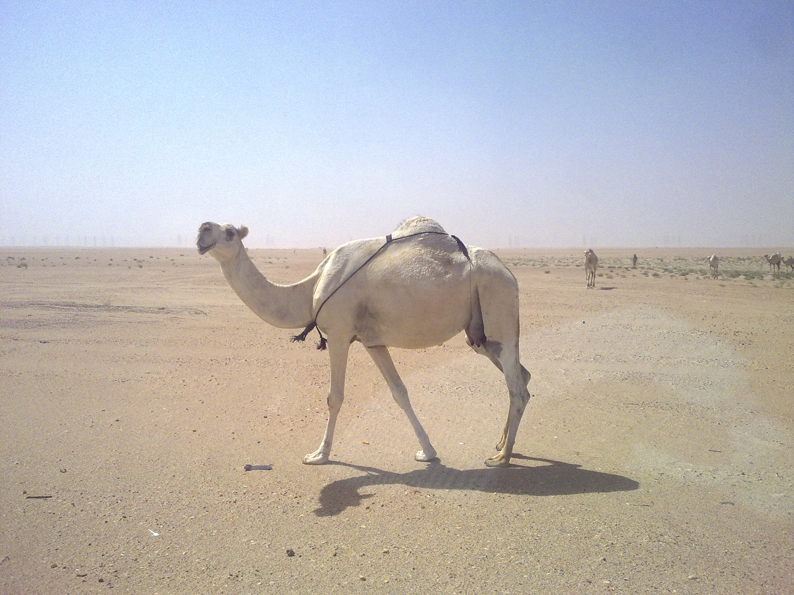 White_camel_kuwait.jpg