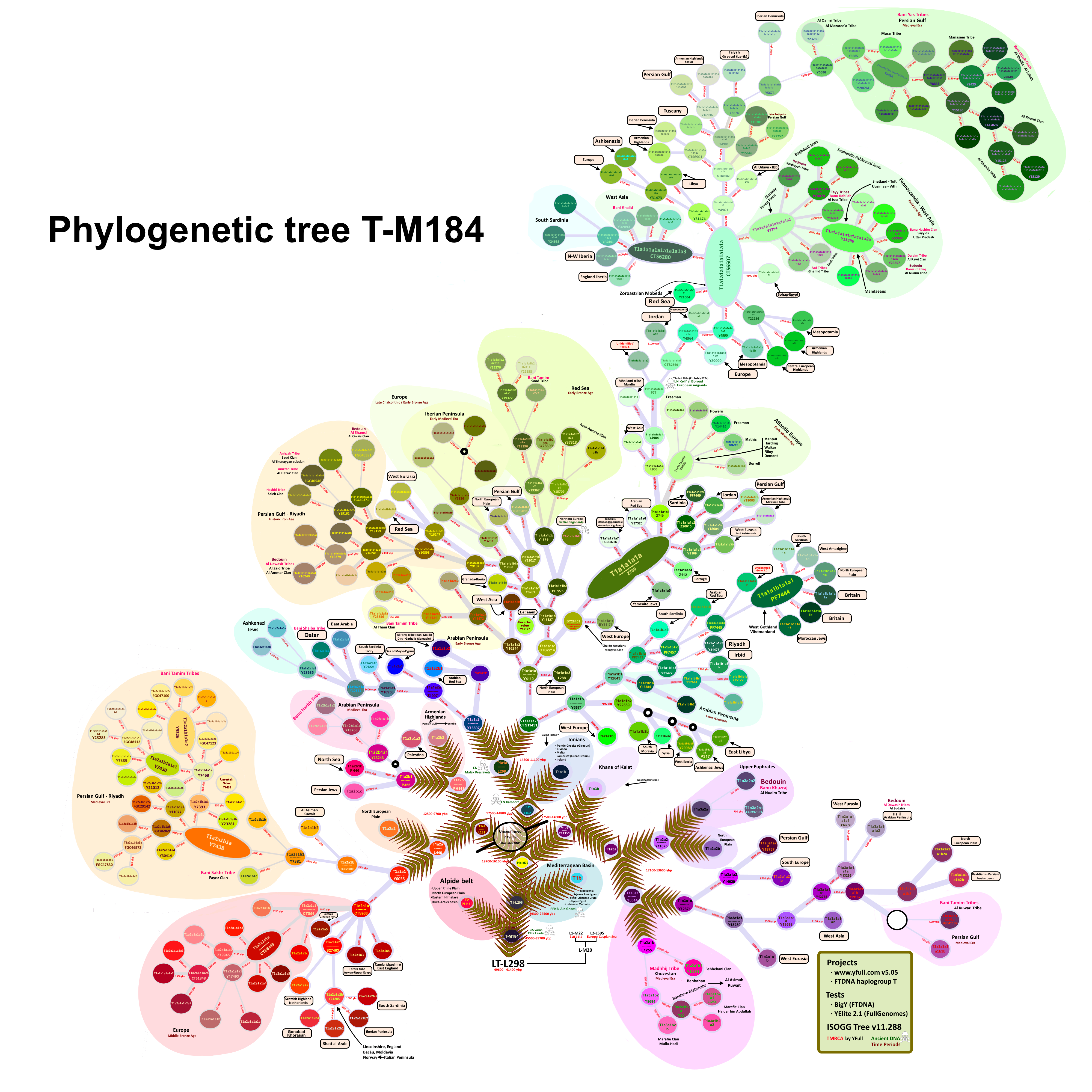 Haplogroup_T-M184_tree.png