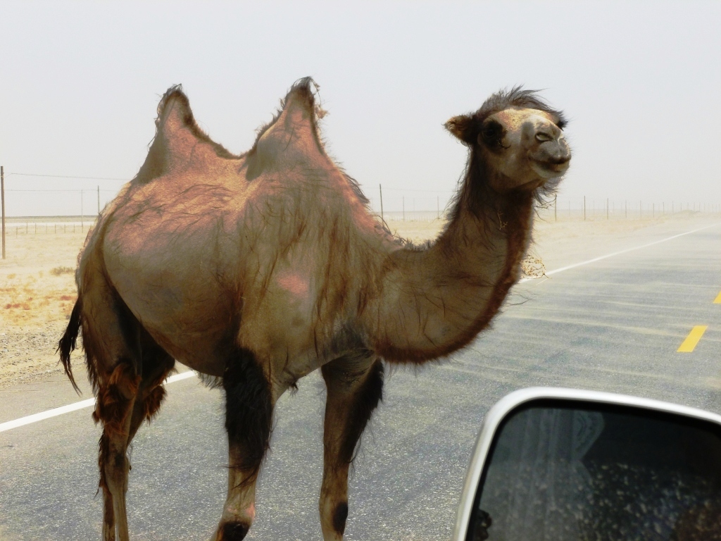 Wild_Bactrian_camel_on_road_east_of_Yarkand.jpg