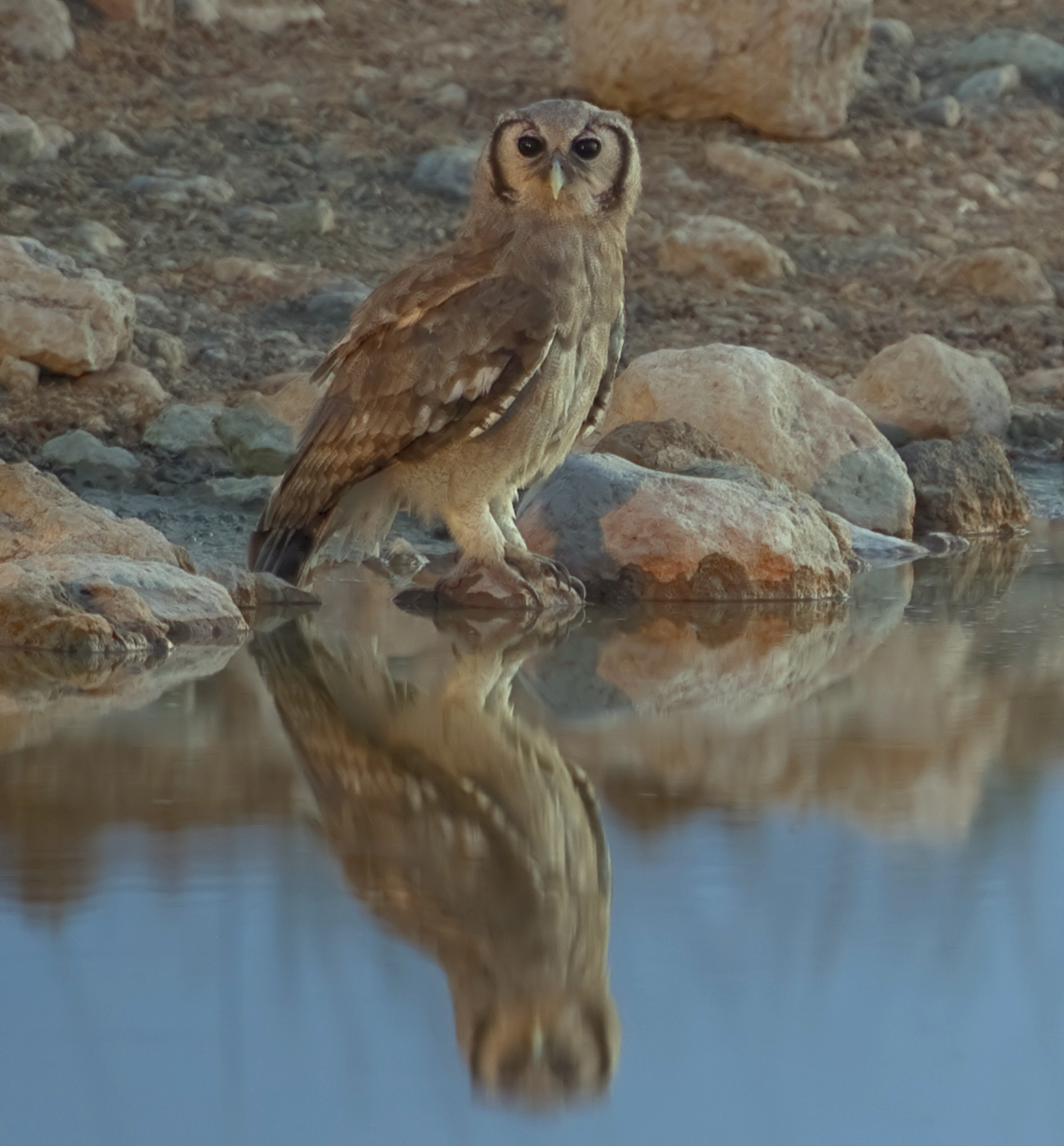 Verreaux's eagle-owl - Wikipedia
