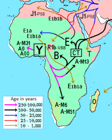 220px-Haplogrupos_ADN-Y_%C3%81frica.PNG