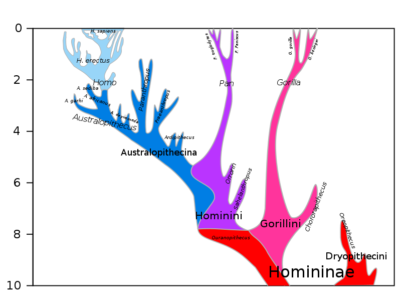 800px-Hominini_lineage.svg.png