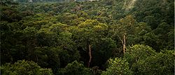 250px-Amazon_Manaus_forest.jpg